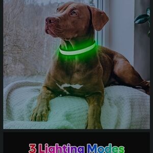 Amazon LED Light-Up Dog Collar in Bright Green